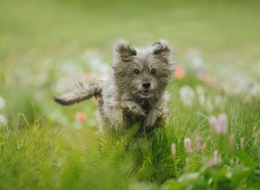 Hund rennt im Blumenfeld
