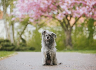 Hundefoto Kirschblüten